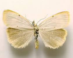 Attēlu rezultāti vaicājumam “Cybosia mesomella”