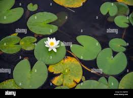 Attēlu rezultāti vaicājumam “Nymphaea candida leaf”