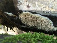 Attēlu rezultāti vaicājumam “Antrodia mellita”