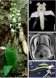 Attēlu rezultāti vaicājumam “Herminium monorchis fruit”