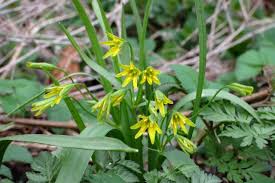 Attēlu rezultāti vaicājumam “Gagea lutea”