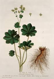 Image result for Alchemilla vulgaris