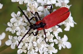 Attēlu rezultāti vaicājumam “Lygistopterus sanguineus larva”