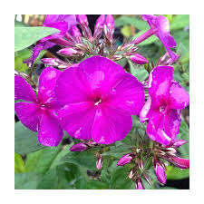 Attēlu rezultāti vaicājumam “Phlox paniculata”