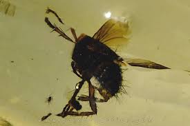 Attēlu rezultāti vaicājumam “Tachinidae”