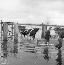 Image result for zeeland 1953