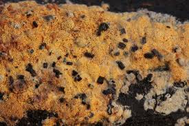 Attēlu rezultāti vaicājumam “Ceriporia purpurea”