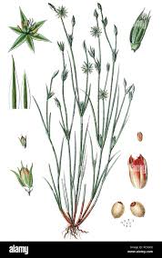 Attēlu rezultāti vaicājumam “Juncus bufonius”