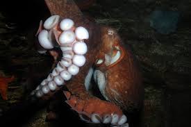 Image result for Enteroctopus dofleini