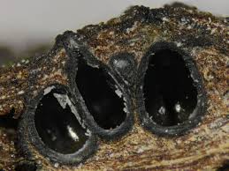 Attēlu rezultāti vaicājumam “Ophiotheca chrysosperma macro”