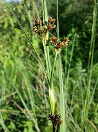 Attēlu rezultāti vaicājumam “Cladium mariscus flower”