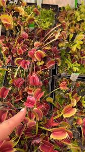 Attēlu rezultāti vaicājumam “Diachea muscorum young”