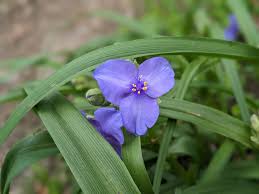 Attēlu rezultāti vaicājumam “Tradescantia virginiana flower”