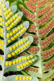 Attēlu rezultāti vaicājumam “Polypodium vulgare”