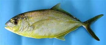 Image result for Caranx bartholomaei