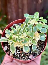 Image result for Aichryson