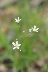 Attēlu rezultāti vaicājumam “Arenaria procera leaf”