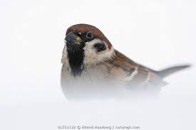 Image result for Passer montanus