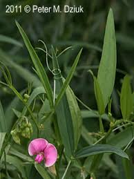 Attēlu rezultāti vaicājumam “Lathyrus latifolius leaf”