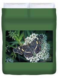 Attēlu rezultāti vaicājumam “Araschnia levana underside”