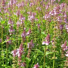 Attēlu rezultāti vaicājumam “Stachys palustris bud”