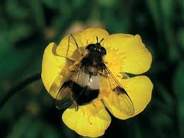 Attēlu rezultāti vaicājumam “Leucozona lucorum”