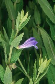 Attēlu rezultāti vaicājumam “Scutellaria galericulata leaf”