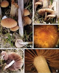 Attēlu rezultāti vaicājumam “Psathyrella pygmaea”