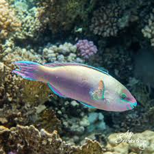 Image result for Scarus zelindae