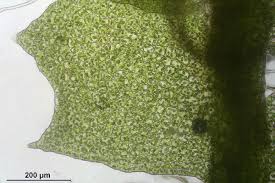 Attēlu rezultāti vaicājumam “Leiocolea collaris”