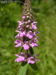 Attēlu rezultāti vaicājumam “Stachys palustris bud”