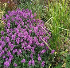 Attēlu rezultāti vaicājumam “Stachys officinalis”