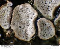 Attēlu rezultāti vaicājumam “Poronia punctata”