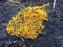 Attēlu rezultāti vaicājumam “Hemitrichia serpula macro”