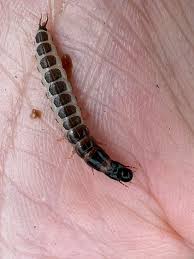 Attēlu rezultāti vaicājumam “Elateridae larva”