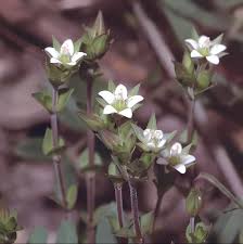 Attēlu rezultāti vaicājumam “Arenaria serpyllifolia”