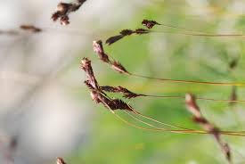 Attēlu rezultāti vaicājumam “Carex chordorhiza”