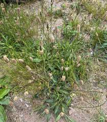 Attēlu rezultāti vaicājumam “Plantago lanceolata flower”