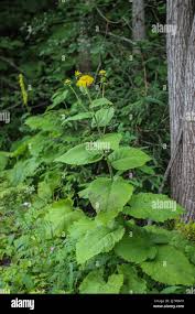 Attēlu rezultāti vaicājumam “Telekia speciosa”