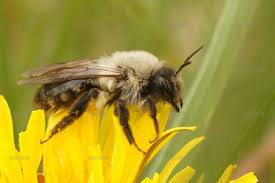 Attēlu rezultāti vaicājumam “Andrena vaga”