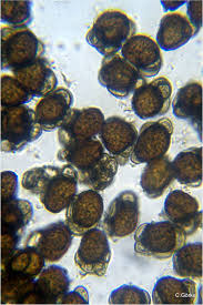 Attēlu rezultāti vaicājumam “Urocystis anemones”