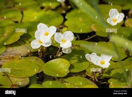 Attēlu rezultāti vaicājumam “Hydrocharis morsus-ranae flower”