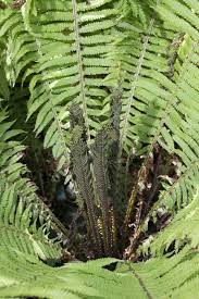 Attēlu rezultāti vaicājumam “Matteuccia struthiopteris”