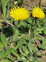 Attēlu rezultāti vaicājumam “Pilosella officinarum”