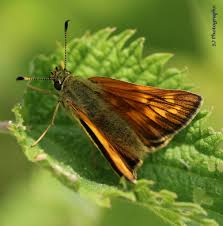 Attēlu rezultāti vaicājumam “Ochlodes sylvanus”