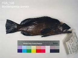 Image result for Mycteroperca bonaci