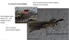 Attēlu rezultāti vaicājumam “Raphidioptera imago”