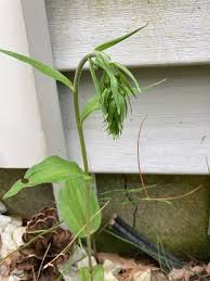 Attēlu rezultāti vaicājumam “Epipactis helleborine leaf”