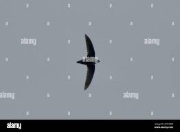 Image result for Chaetura pelagica