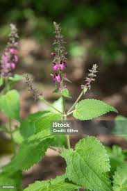 Attēlu rezultāti vaicājumam “Stachys sylvatica”
